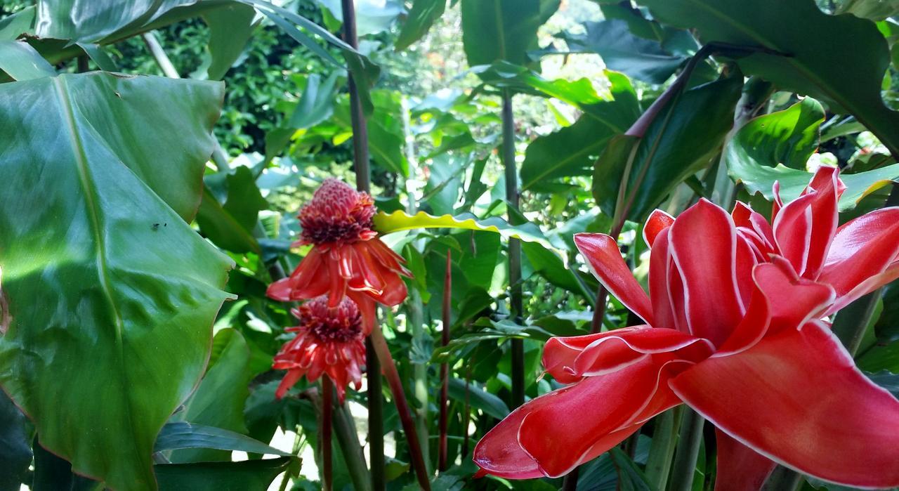 Rancho De Lelo Ecolodge Monteverde Kültér fotó